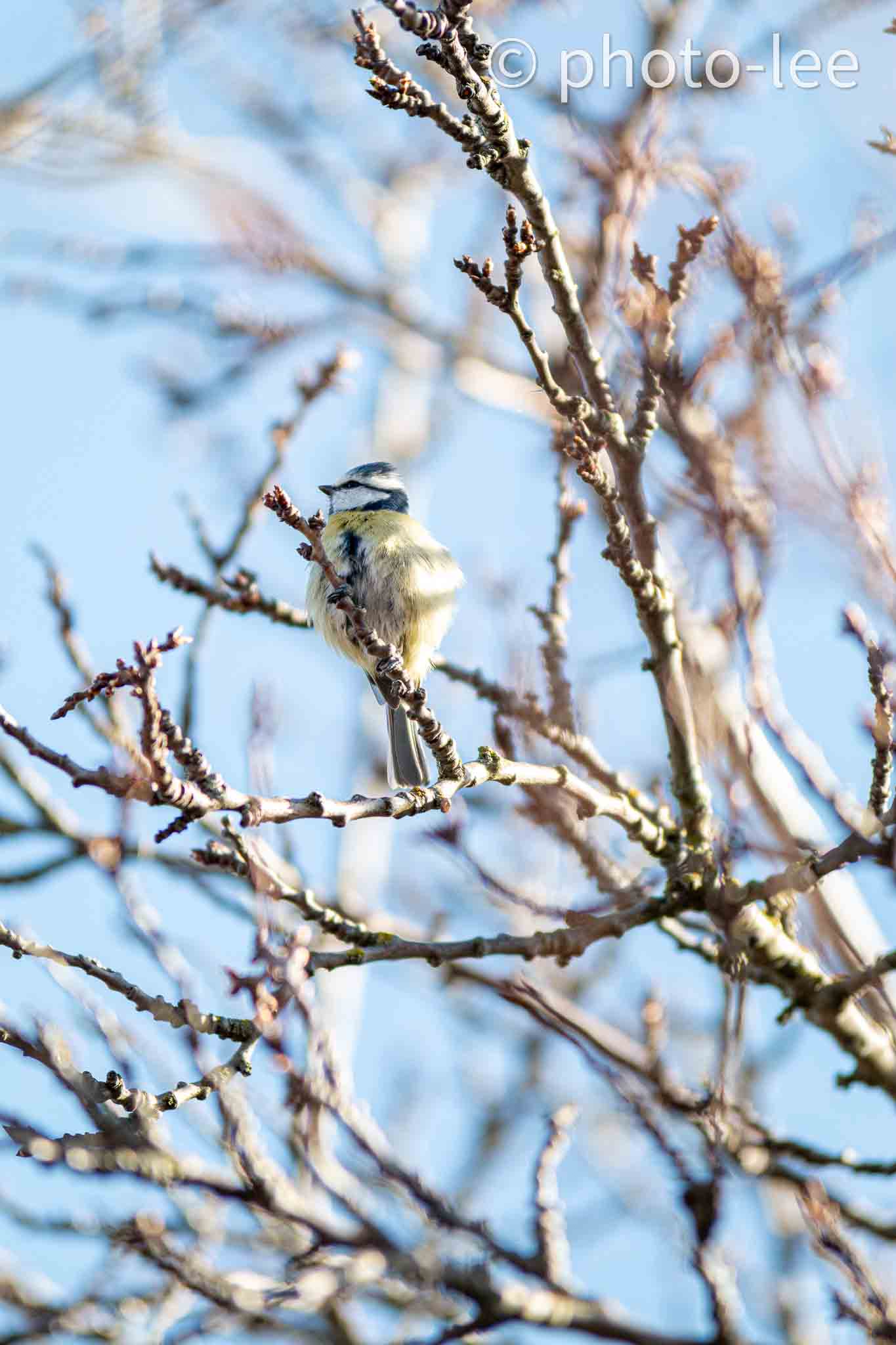 Eine Blaumeise inmitten eines kahlen Baumes